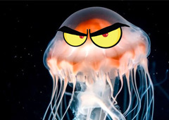 Нашествие медуз в Гоа: правда и вымысел