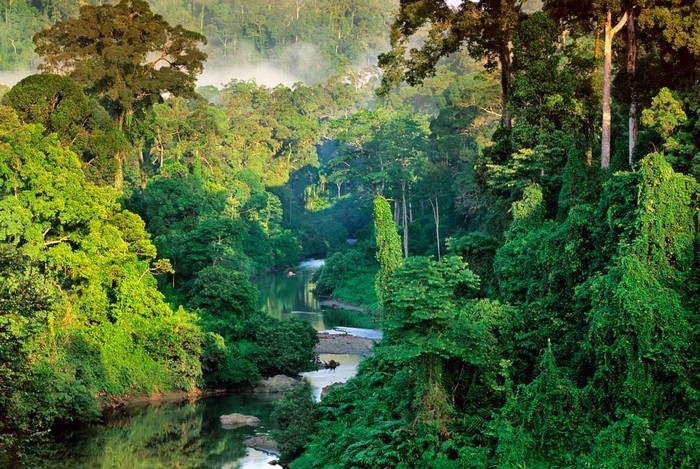 Леса Индонезии.jpg